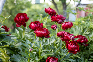 Paeonia Buckeye Belle flowers in garden. Paeonia lactiflora Chinese peony or common garden peony