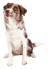 Alert And Curious Border Collie Dog Sitting