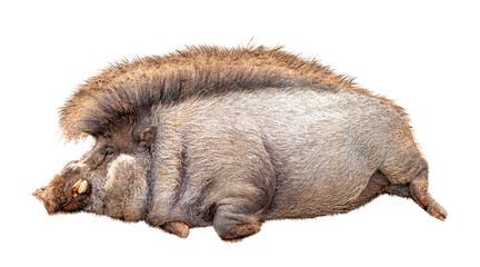 Wall Mural - Funny Lazy Warty Pig