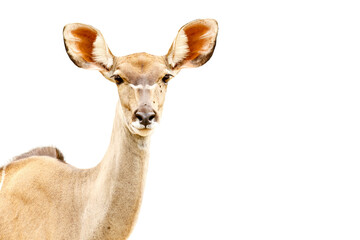 african springbok closeup