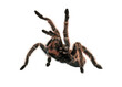 Angry Tarantula Spider  