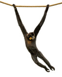 Fototapeta Zwierzęta - Gibbon Monkey Swinging From Rope