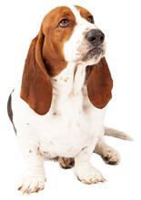 Dog, Basset, Pet, Png Free Stock Photo - Public Domain Pictures