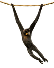 Gibbon Monkey Swinging From Rope