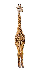 giraffe facing forward