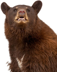 closeup black bear