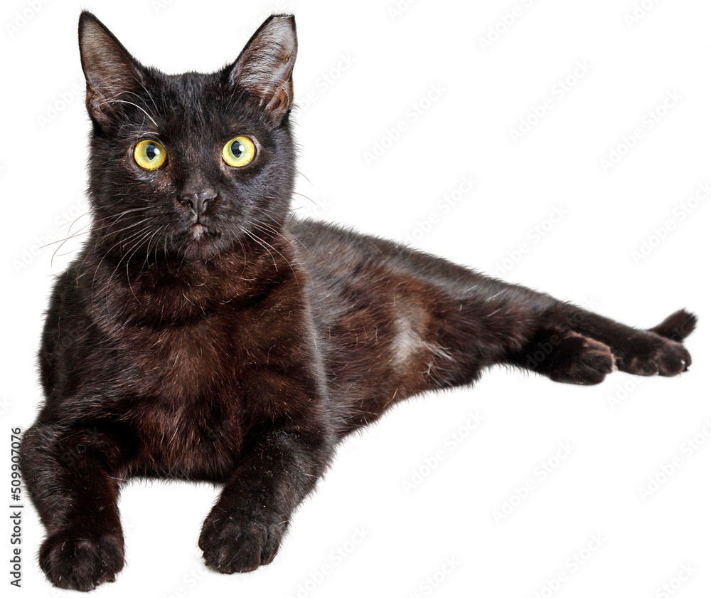 Black Cat Lying Down Looking at Camera Stock Photo | Adobe Stock