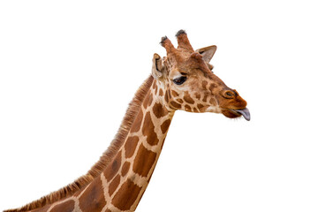 Funny Giraffe Sticking Out Tongue Closeup