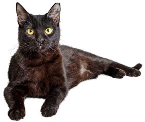 Naklejka na meble Black Cat Lying Down Looking at Camera  