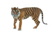 © adogslifephoto - Sumatran Tiger
