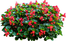 Red Flower Shrubbery Isolated