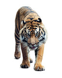 Fototapeta Zwierzęta - Sumatran Tiger Walking Forward