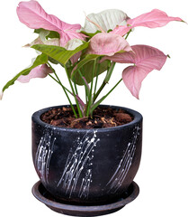 Pink Syngonium Podophyllum Plant In Pot