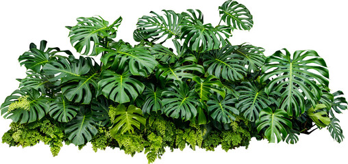 monstera jungle plant isolated