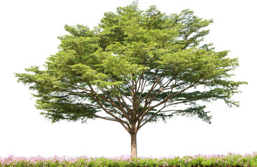 terminalia ivorensis tree isolated