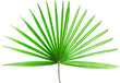 Palm Tree Leaf Isolated