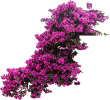 Bougainvillea Flower Plant Isolated