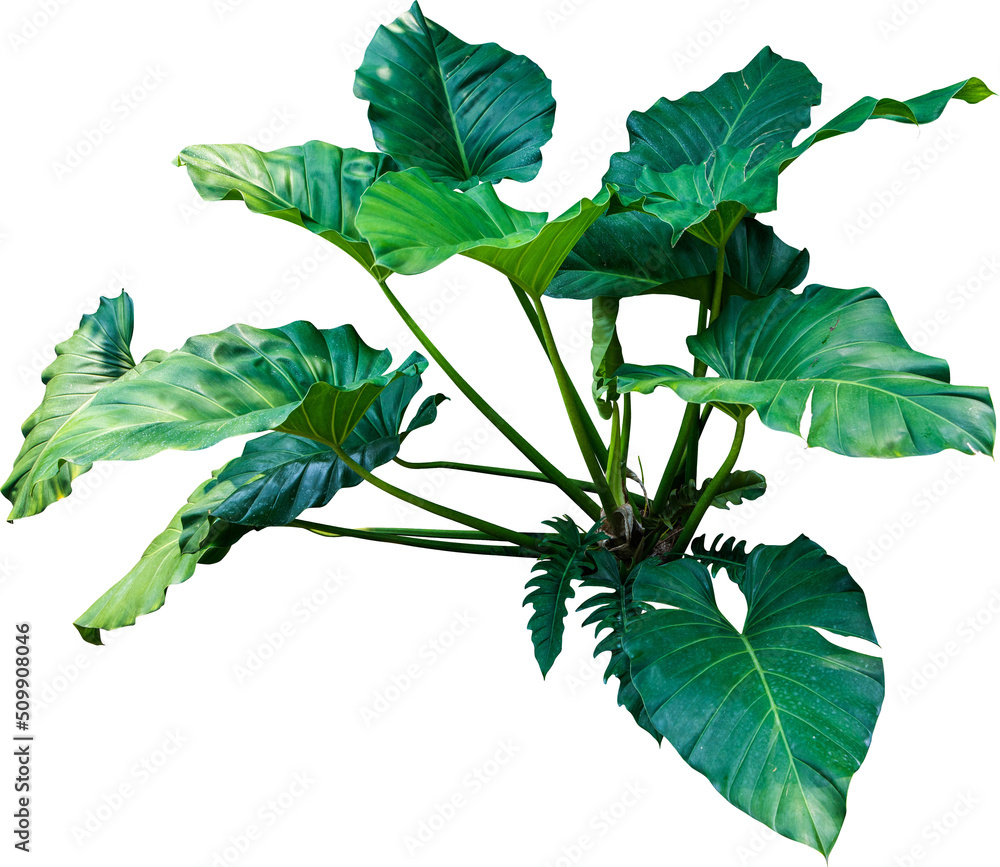 royal philodendron The Royal Sisters | Rare Philodendron Bundle