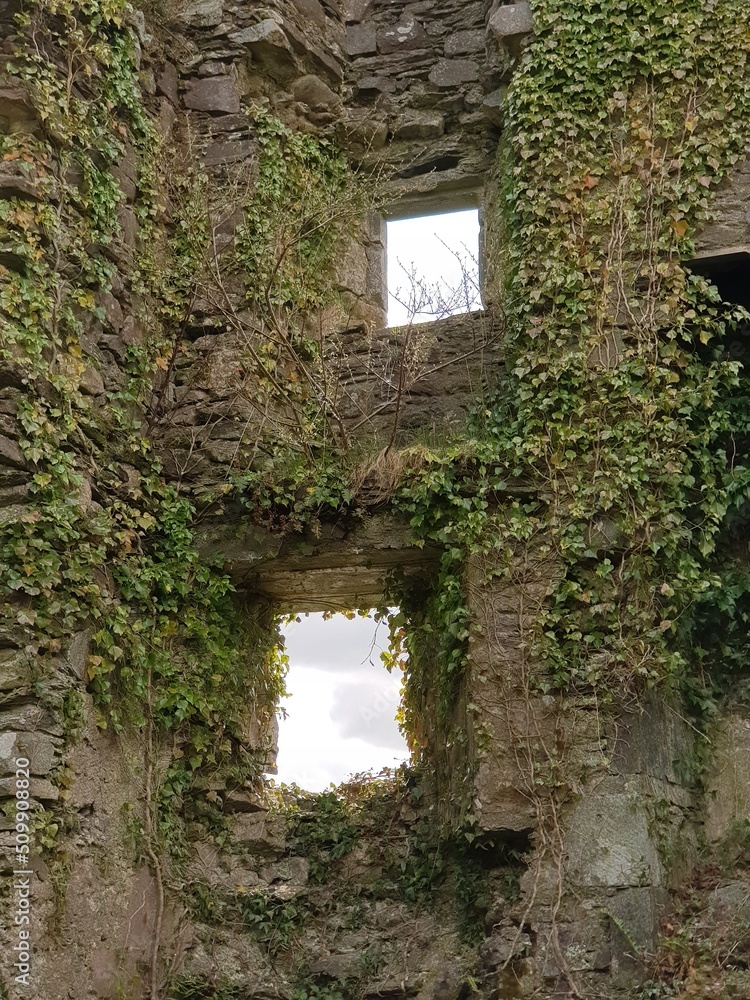 Windows in the ruins of an old castle overgrown with climbing ivy in ...