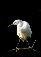 A Snowy Egret With A Black Background. It Is A Beautiful, Graceful Small Egret, Very Active In Its Feeding Behavior In Shallow Waters. Known By Its Contrasting Yellow Feet{yellow Slippers}.