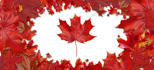 many red maple leaves on white background, top view