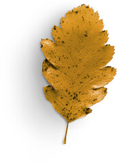 autumn leaf