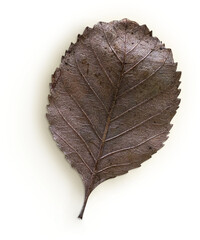 leaf back