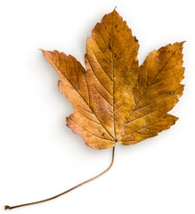 maple leaf