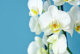 Fototapeta Storczyk - Closeup view of beautiful blooming orchid flowers on blue background