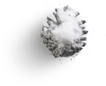 Pinecone With Snow