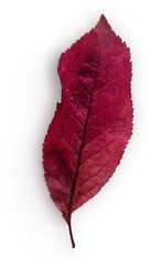 leaf