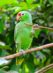 green parrot on branch