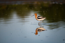 Photograph Of An American Avocet 