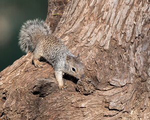 Wall Mural - Photograph of a Rock Squirrel 