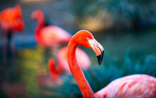 Close Up Portrait Of Pink Flamingo In Nature. Phoenicopterus Ruber In Close Contact With The Female. Beauty Flamingos.