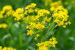 © aga7ta - Isatis tinctoria,  dyer's woad yellow flowers closeup selective focus
