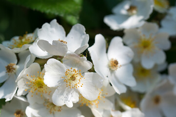 Canvas Print - White rosa multiflora flowers closeup selective focus