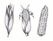 Set of hand drawn corn cob vegetables. Vegetable isolated on white background. Design for shop, market, book, menu, banner. Graphic arts.