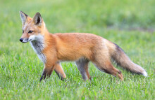 Young Red Fox Portrait With Green Foreground And Background