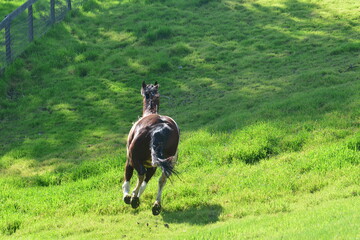 horse in the field