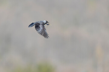 Wall Mural - A western jackdaw (Coloeus monedula) flying with nest material.