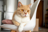 Fototapeta Zwierzęta - Piękny kot brytyjski patrzy brązowymi oczami prosto w kamerę.