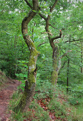 Mossy oaks and red soil path in a forest