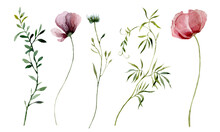 Plant Wildflower. Watercolor Botanical Illustration Botanical.