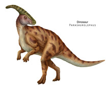 Parasaurolophus Illustration. Ogange Brown Dinosaur, Herbivorous Ornithopod