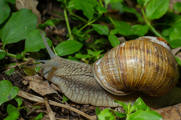 Wall Mural - Helix pomatia also Roman snail, Burgundy snail, edible snail or escargot, is a species of large, edible, air-breathing land snail, a terrestrial pulmonate gastropod mollusk in the family Helicidae