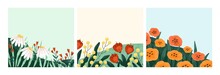 Summer Flowers Backgrounds Set. Floral Square Card Designs With Garden Blossomed Flora. Postcards With Blooming Meadow Plants, Gentle Wildflowers, Chamomiles, Poppies. Flat Vector Illustrations