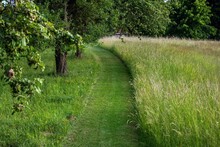 Mown Path Through Meadow With Tall Green Grass, Czechia.