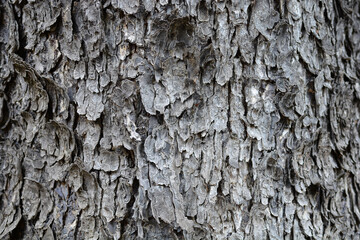 Turkish hazel