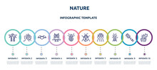 Nature Concept Infographic Design Template. Included Palm Tree, Wool, Bat, Owl, Louse, Beetle, Jellyfish, Ant, Cactus Icons And 10 Option Or Steps.